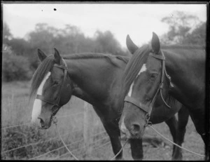 Horses, Northland