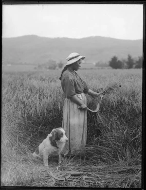 Unidentified woman harvesting grain