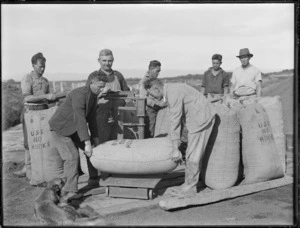 Weighing gum, Waipapakauri area