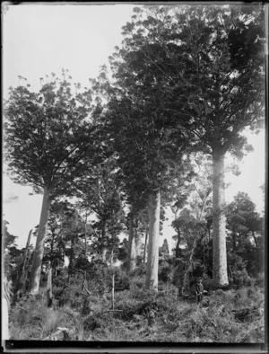 Kauri trees known as The Three Sisters, at Herekino, Far North district, Northland region