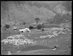 Sheep farm, Northland Region