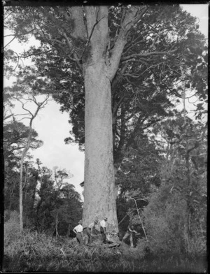 Timber workers starting to fell a kauri tree, Northland