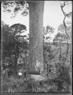 Timber workers beside kauri tree ready for felling, Northland