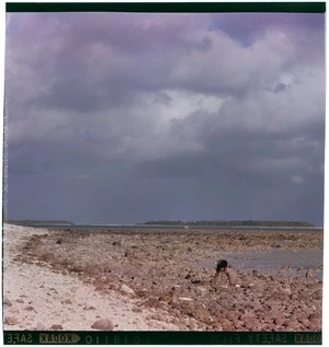 An unidentified young boy looking for shellfish at low tide, Palmerston Island, Cook Islands