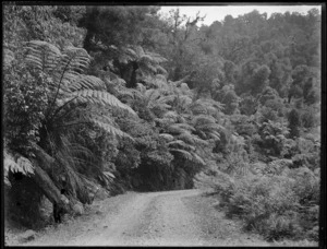 Native forest, Northland