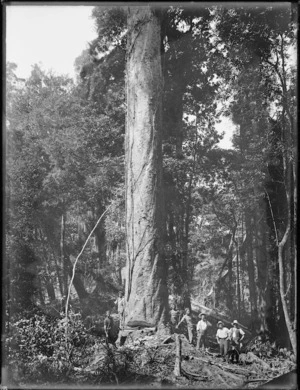 Timber workers beside a kauri tree, Northland