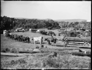 Bullock team, Northland