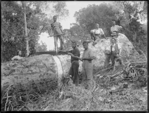 Timber workers about to saw kauri log, Northland