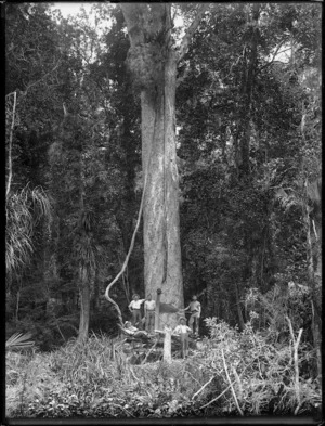 Timber workers beside a kauri tree, Northland