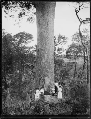 Group at the base of a kauri tree before it was felled, Northland region