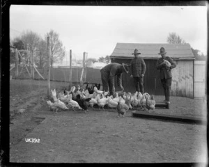 Tending chickens at a New Zealand camp in England