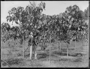 Man standing under tung oil trees, Kerikeri