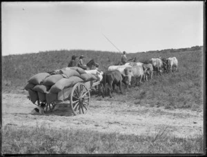 Bullock team transporting kauri gum, Northland