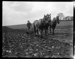 Horse team ploughing a field on a farm in England, World War I
