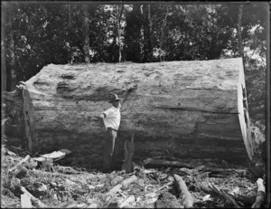 Claude Berghan standing beside kauri log, Northland