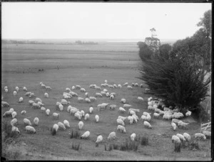 Sheep grazing, Northland