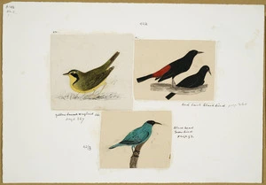 [Tempsky, Gustavus Ferdinand von], 1828-1868 :Yellow breast wagtail. Red back blackbird. Black head greenbird [Between 1853 and 1856]