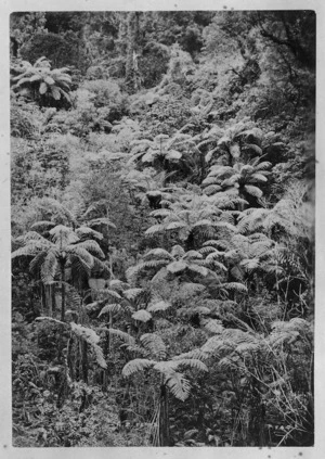 Tree fern covered hillside in New Zealand bush - Photograph taken by Frank Arnold Coxhead