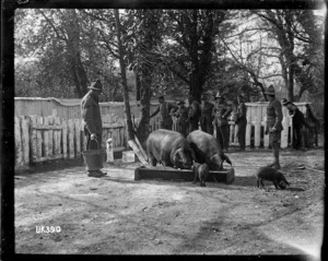 The piggery at a New Zealand camp in England, World War I