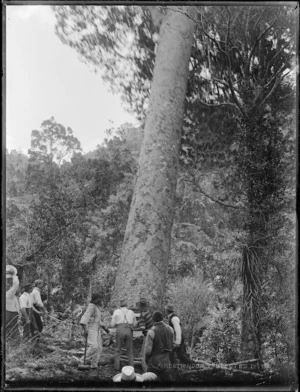Timber workers watching a kauri tree fall, Northland