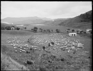 Sheep farm, Northland