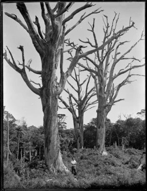 Dead trees, Northland