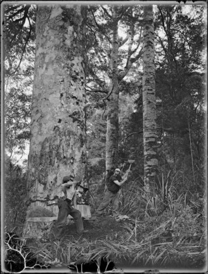 Timber workers starting to fell a kauri tree, Northland
