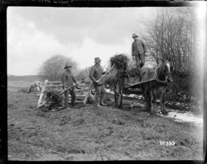 New Zealand soldiers loading stalks onto a farmer's cart, England