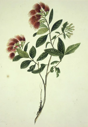 King, Martha 1803?-1897 :The rata, in flower. Drawn by Miss King. [1842] Day & Haghe. London, Smith, Elder [1845]