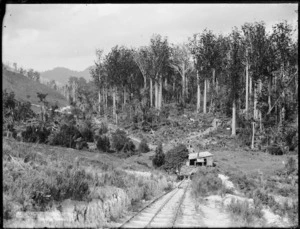 Logging railway and kauri trees, Northland region