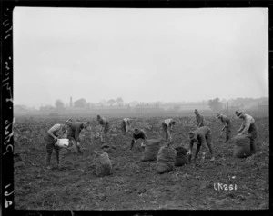 New Zealand soldiers fill sacks of potatoes, England