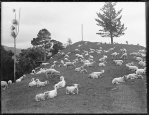 Sheep, Northland