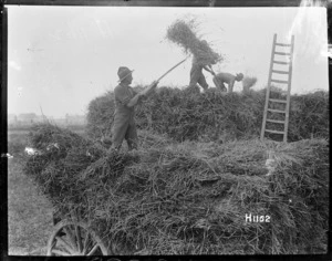 New Zealand soldiers helping with the local harvest in World War I