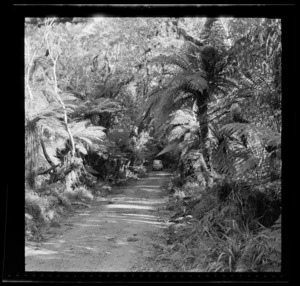 Road to Fox Glacier, West Coast Region