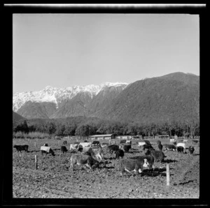 Cattle, Fox Glacier, West Coast Region