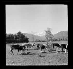 Cattle, Fox Glacier, West Coast Region
