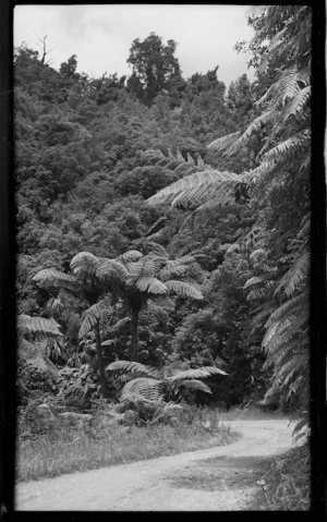 Road and ferns, location unknown