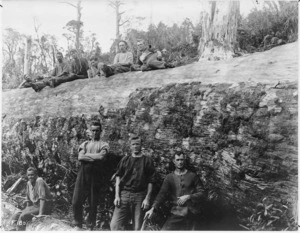 Men by a felled kauri tree, location unidentified