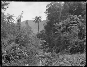 Broadwood Saddle, Hokianga