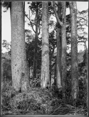 Timber workers in bush, Northland Region