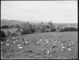 Pastoral view with dairy cows, Northland