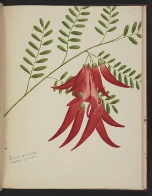 Burton, Clelia, 1878-1952 :Kowhaingatakaka. Clianthus puniceous. [ca 1900]