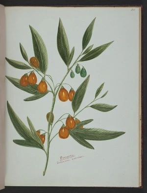 Burton, Clelia, 1878-1952 :Poroporo. Solanum aviculare. [ca 1900]