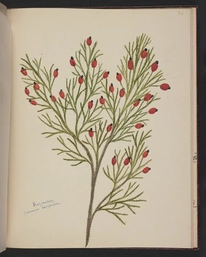Burton, Clelia, 1878-1952 :Kahikatea. Podocarpus dacrydioides. [ca 1900]