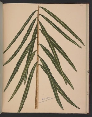 Burton, Clelia, 1878-1952 :Horoeka. Pseudopanax crassifolium. [ca 1900]