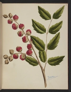 Burton, Clelia, 1878-1952 :Titoki. Alectryon excelsum. [ca 1900]