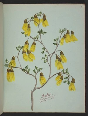 Burton, Clelia, 1878-1952 :Kowhai. Sophora tetraptera. [Mountain variety. 1890s?]
