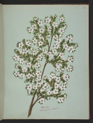 Burton, Clelia, 1878-1952 :Manuka. Leptospermum scoparium [ca 1900]