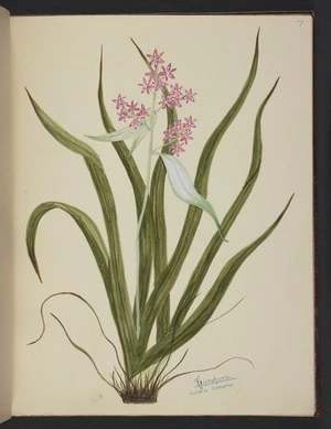 Burton, Clelia, 1878-1952 :Horahora. Astelia linearis [ca 1900]