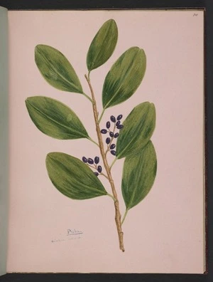 Burton, Clelia, 1878-1952 :Puka. Griselinia littoralis. [ca 1900]